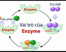 Nước Bọt Có Enzim Gì